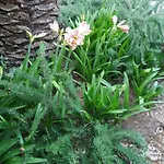 Il Piccolo Nido Bed & Breakfast